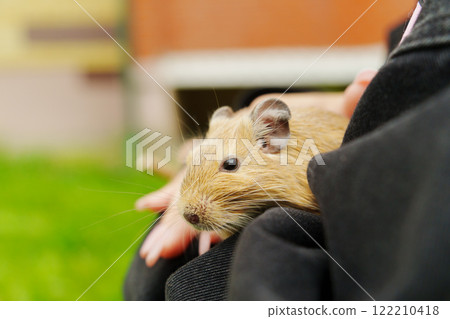 A curious squirrel gently on a hand during a sunny afternoon in the garden 122210418