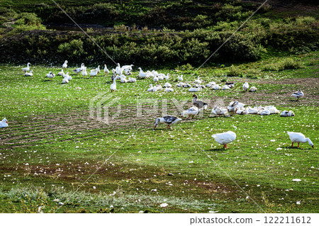 landscape with country vibes  122211612