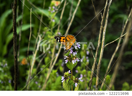 butterfly on a flower  122211696