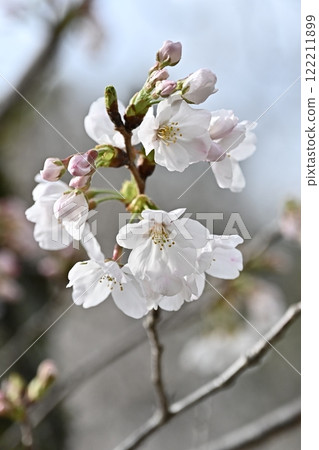 Sakura Cherry Blossom Sakura Cherry Blossom 122211899