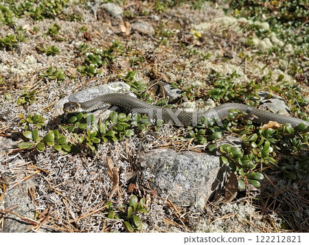 A common grass snake resting among rocks and greenery in a natural habitat during daylight hours 122212821