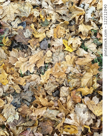 Colorful autumn leaves blanket the ground in a forested area during peak foliage season. Vertical background 122212840