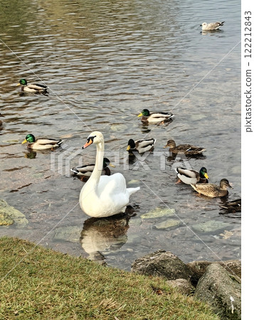 A graceful swan gliding on a calm pond surrounded by ducks during a serene afternoon A graceful swan gliding on a calm pond surrounded by ducks during a serene afternoon 122212843