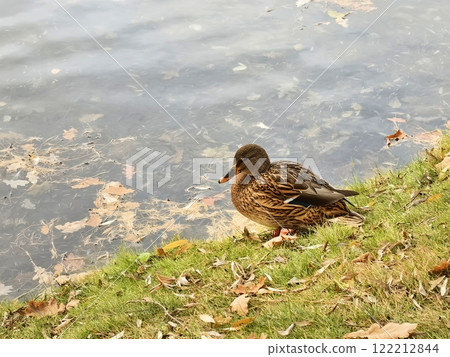 A brown duck resting by the water's edge on a calm autumn day near a serene pond 122212844