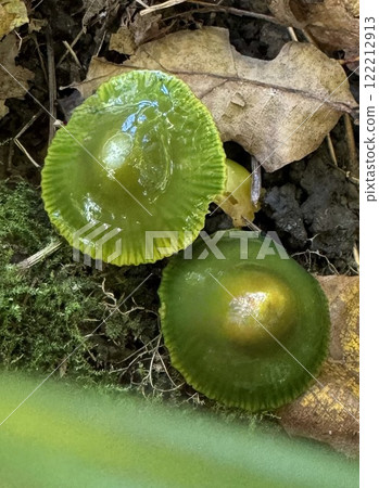 Hygrocybe psittacina mushroom. Parrot Waxcap or Gliophorus psittacinus toadstool Hygrocybe psittacina mushroom. Parrot Waxcap or Gliophorus psittacinus toadstool 122212913