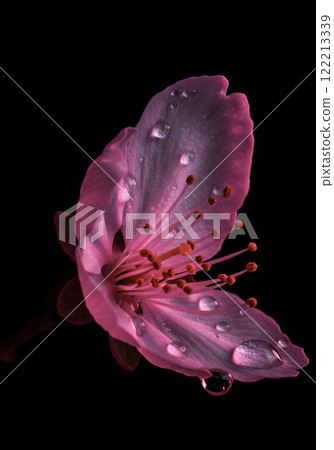 Cherry blossoms with sparkling water droplets: a fleeting moment of beauty 122213339
