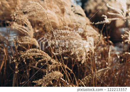 Abstract natural background of soft plants Cortaderia selloana. Frosted pampas grass on a blurry bokeh, Dry reeds boho style. Patterns on the first ice. Fluffy stems of tall grass under snow in winter 122213357