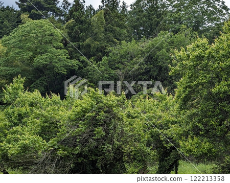 Tokyo green 122213358