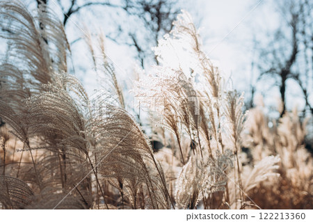 Abstract natural background of soft plants Cortaderia selloana. Frosted pampas grass on a blurry bokeh, Dry reeds boho style. Patterns on the first ice. Fluffy stems of tall grass under snow in winter 122213360