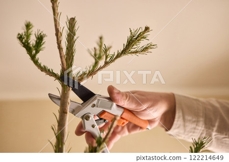 A Close Up of Needlelike Sprouts on a Branch of a Vibrant Green Plant in Natures Beauty A Close Up of Needlelike Sprouts on a Branch of a Vibrant Green Plant in Natures Beauty 122214649