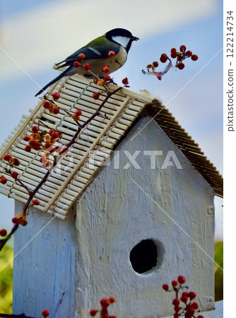 Great tits. Checking nest boxes for spring breeding. 122214734