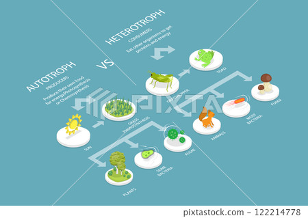 3D Isometric Flat Vector Illustration of Heterotroph And Autotroph, Food Chain 122214778
