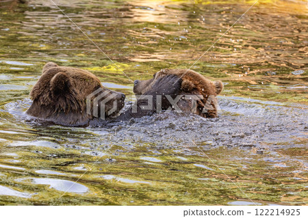 two Wild brown bear ,ursus arctos two Wild brown bear ,ursus arctos 122214925