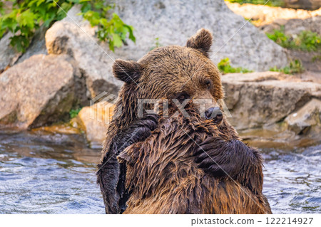 two Wild brown bear ,ursus arctos playing two Wild brown bear ,ursus arctos playing 122214927