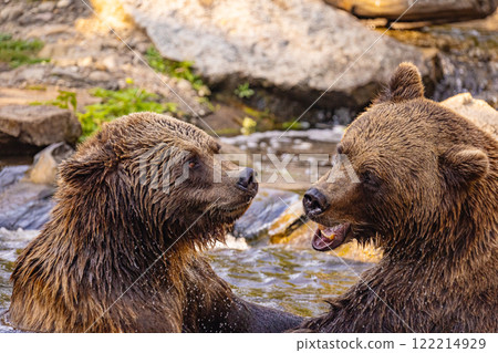 two Wild brown bear ,ursus arctos playing two Wild brown bear ,ursus arctos playing 122214929