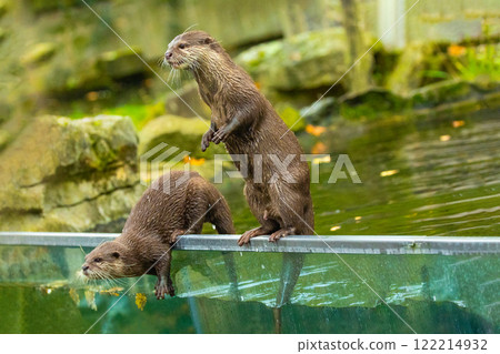 Asian small clawed otter Amblonyx cinerea, small clawed otter Asian small clawed otter Amblonyx cinerea, small clawed otter 122214932