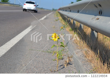 Sunflower flower growing on side road on sunny day. Blooming yellow flower on green stem with leaves growing on edge of road and cars passing by on sunny day. Concept of purposefulness, determination Sunflower flower growing on side road on sunny day. Blooming yellow flower on green stem with leaves growing on edge of road and cars passing by on sunny day. Concept of purposefulness, determination 122214934