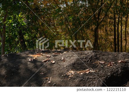 Weathered rock with scattered leaves against a backdrop of lush bamboo trees and a peaceful forest environment 122215110