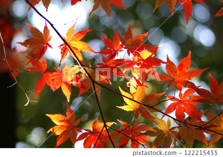 轉紅的Momiji 122215455