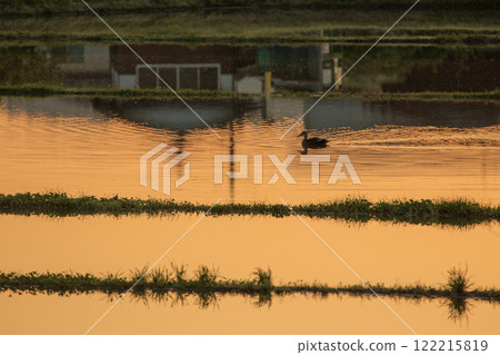 Spring rural morning scene: Ducks swimming in rice fields reflecting the morning glow Spring rural morning scene: Ducks swimming in rice fields reflecting the morning glow 122215819