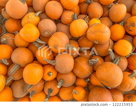 Large piles scattering of small pumpkins and gourds Large piles scattering of small pumpkins and gourds 122215953