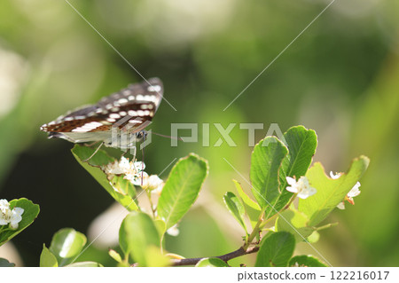 Spring field butterfly, Common Blue Butterfly Spring field butterfly, Common Blue Butterfly 122216017