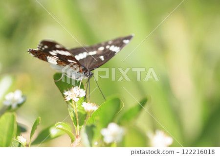 Spring field butterfly, Common Blue Butterfly 122216018