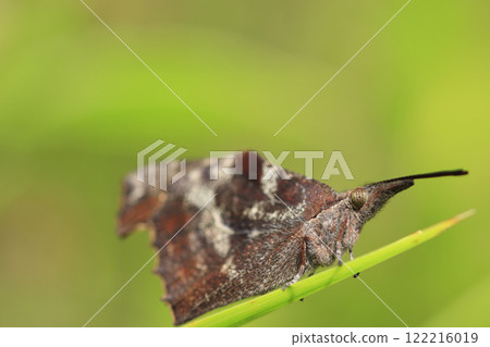 Spring wild butterfly Spring wild butterfly 122216019