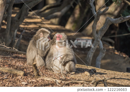 Japanese macaques that grow hair Arashiyama Monkey Park Iwatayama 122216083
