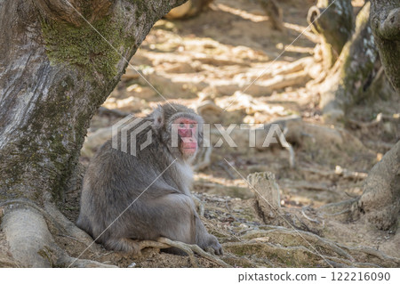 Japanese macaque Arashiyama Monkey Park Iwatayama 122216090