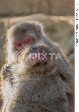 Japanese macaques that grow hair Arashiyama Monkey Park Iwatayama Japanese macaques that grow hair Arashiyama Monkey Park Iwatayama 122216097