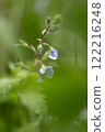 A small spring flower is covered with dew. Wet green grass 122216248