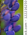 Small purple flower on green grass background. Close-up 122216250