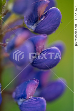 Small purple flower on green grass background. Close-up 122216250