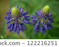 Small purple flower on green grass background. Close-up 122216251
