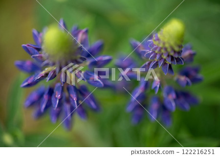 Small purple flower on green grass background. Close-up Small purple flower on green grass background. Close-up 122216251