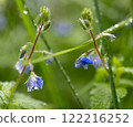 A small spring flower is covered with dew. Wet green grass 122216252