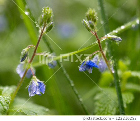 A small spring flower is covered with dew. Wet green grass A small spring flower is covered with dew. Wet green grass 122216252