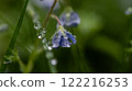 A small spring flower is covered with dew. Wet green grass 122216253