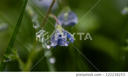 A small spring flower is covered with dew. Wet green grass 122216253