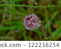 A small spring flower is covered with dew. Wet green grass 122216254