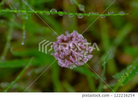 A small spring flower is covered with dew. Wet green grass 122216254
