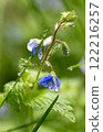 A small spring flower is covered with dew. Wet green grass 122216257