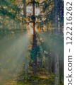 Old pine forest. Sun rays break through the branches of trees 122216262