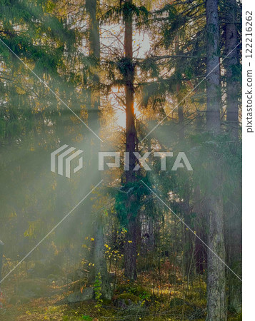 Old pine forest. Sun rays break through the branches of trees 122216262