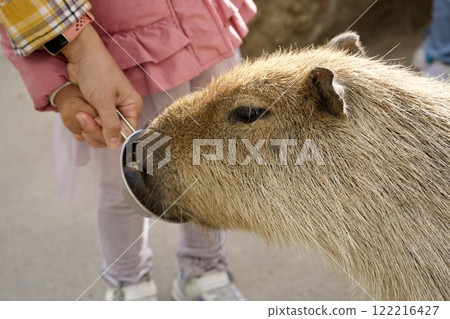 Capybara in Kobe Animal Kingdom Capybara in Kobe Animal Kingdom 122216427