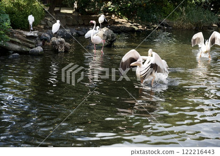 Great white pelican in the Kobe Animal Kingdom 122216443