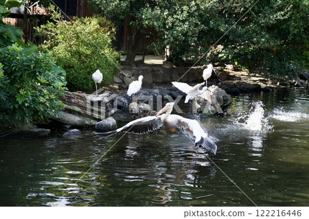 Great white pelican in the Kobe Animal Kingdom 122216446