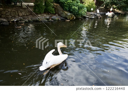 Great white pelican in the Kobe Animal Kingdom 122216448