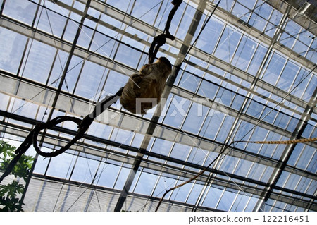 Kobe Animal Kingdom ~ Lidarubi Slothknob - 122216451